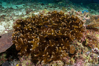 Phyllodiscus semoni (Mimic Anemone)