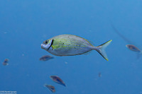 Siganus argenteus (Forktail Rabbitfish)