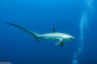 Alopias pelagicus (Pelagic Thresher Shark)