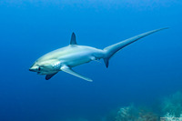Alopias pelagicus (Pelagic Thresher Shark)