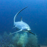 Alopias pelagicus (Pelagic Thresher Shark)