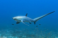Alopias pelagicus (Pelagic Thresher Shark)