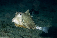 Tetrosomus gibbosus (Humpback Turretfish)