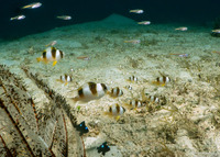 Amblypomacentrus clarus (Banggai Damselfish)