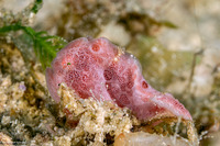 Antennarius pictus (Painted Frogfish)