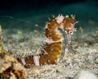 Hippocampus histrix (Thorny Seahorse)