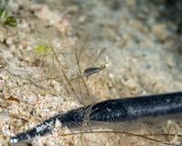 Trinchesia sp.3 (Blue Trinchesia)