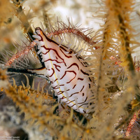 Phenacovolva subreflexa (Stunted Volva)