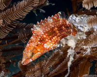 Oxycheilinus celebicus (Celebes Wrasse)