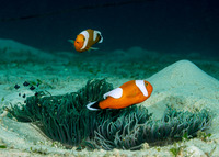 Amphiprion polymnus (Saddleback Anemonefish)