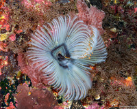 Sabellastarte sp.1 (Feather Duster Worm)