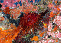 Ctenoides ales (Electric Fileclam)