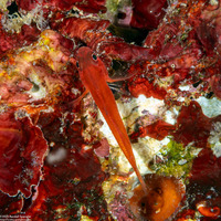 Trimma yanoi (Yano's Dwarfgoby)