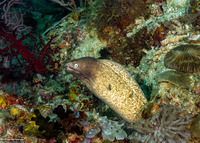 Gymnothorax thyrsoideus (White-Eyed Moray)