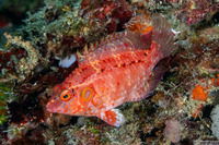 Pteragogus cryptus (Cryptic Wrasse)