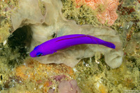 Pictichromis porphyrea (Magenta Dottyback)