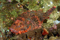 Scorpaenopsis oxycephala (Tasseled Scorpionfish)