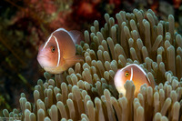 Amphiprion perideraion (Pink Anemonefish)