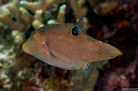 Canthigaster papua (Papuan Toby)