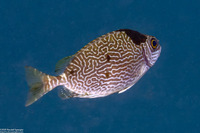 Siganus spinus (Scribbled Rabbitfish)