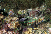 Synodus variegatus (Reef Lizardfish)