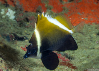 Heniochus varius (Humphead Bannerfish)