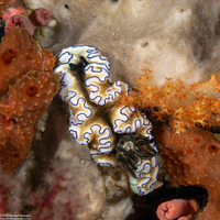 Doriprismatica atromarginata (Dark Margin Glossodoris)