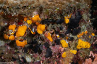 Didemnum sp.13 (Didemnum sp.13)