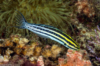 Meiacanthus grammistes (Striped Fangblenny)