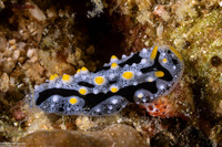 Phyllidia exquisita (Exquisite Phyllidia)