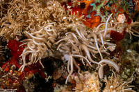 Phyllodesmium briareum (Yellow-Tipped Phyllodesmium)