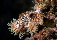 Nemanthus nitidus (Zebra Gorgonian Wrapper)