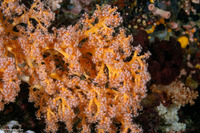 Siphonogorgia sp.3 (Siphonogorgia sp.3)