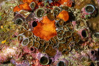 Palythoa sp.2 (Palythoa sp.2)