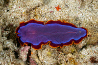 Pseudoceros ferrugineus (Fuchsia Flatworm)