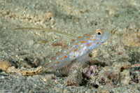 Ctenogobiops tangaroai (Tangaroa Shrimpgoby)