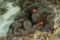 Amphiprion ocellaris (False Clown Anemonefish)