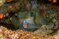 Ostracion cubicum (Yellow Boxfish)