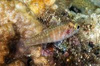 Fowleria marmorata (Barred Cardinalfish)