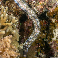Gymnothorax enigmaticus (Enigmatic Moray)