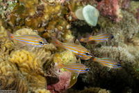 Ostorhinchus rubrimacula (Rubyspot Cardinalfish)