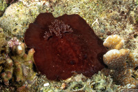 Asteronotus hepaticus (Liver-Colored Asteronotus)