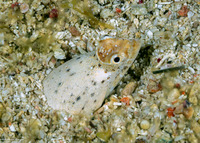 Brachysomophis henshawi (Reptilian Snake Eel)