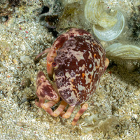 Carpilius convexus (Convex Crab)