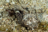 Inimicus didactylus (Spiny Devilfish)