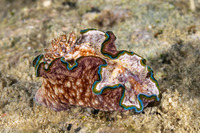 Glossodoris cincta (Girdled Glossodoris)