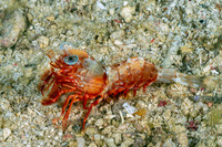 Metapenaeopsis lamellata (Humpback Prawn)