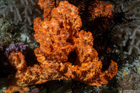 Stylissa carteri (Stylissa Carteri)