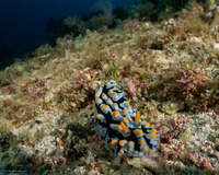 Phyllidia varicosa (Varicose Phyllidia)