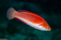 Cirrhilabrus rubripinnis (Redfin Wrasse)